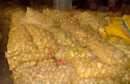 马铃薯怎么保存不变绿,马铃薯为什么会变绿色 马铃薯怎么保存不变绿,马铃薯为什么会变绿色