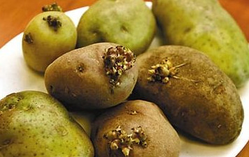 发芽变绿的马铃薯不能食用的原因,马铃薯变绿的原因是什么 发芽变绿的马铃薯不能食用的原因,马铃薯变绿的原因是什么