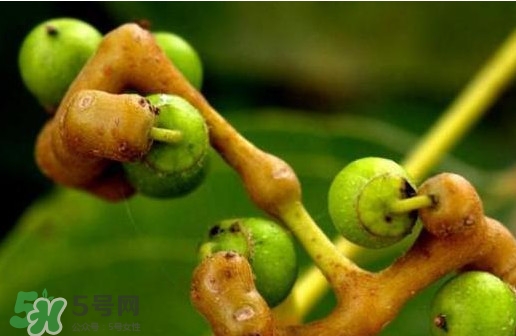 万寿果什么时候成熟,万寿果几月份成熟