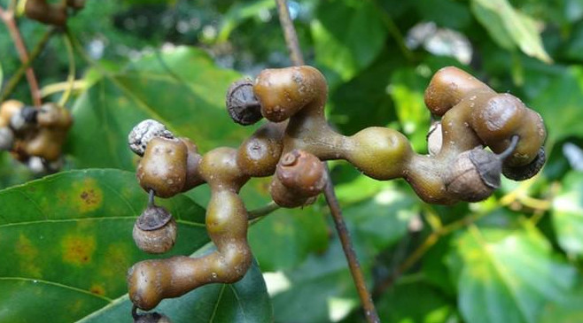 拐枣为什么叫拐枣,拐枣是枣吗