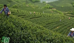 信阳毛尖产于什么地方,信阳毛尖主产地在哪里