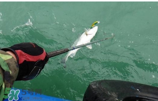 钓海鲈鱼用什么饵料,海钓鲈鱼用什么饵料比较好