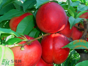 桃油怎样食用,油桃怎么吃法