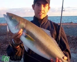 鲑鱼也叫什么鱼,澳大利亚的鱼