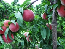 桃树的叶子是什么颜色的,血桃品种介绍