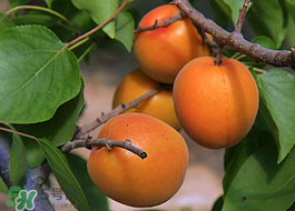 油桃和杏子的区别,杏和桃子有什么区别