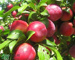 油桃怎么保存时间长,油桃怎么保存时间长一点