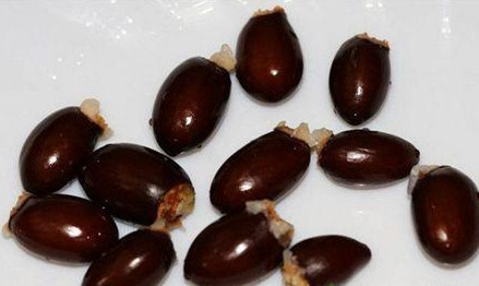 荔枝核能吃吗,荔枝核怎么吃