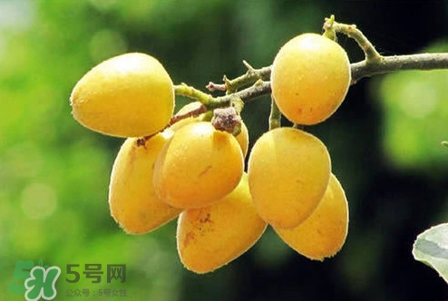 鸡心黄皮种植技术,鸡心黄皮几月控梢 鸡心黄皮种植技术,鸡心黄皮几月控梢
