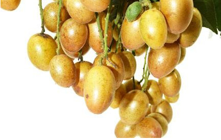 黄皮果的核有什么功效,黄皮果核副作用和禁忌