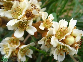 枇杷花煲汤的做法大全,枇杷花煮汤