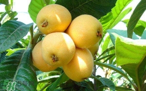 孕妇吃枇杷的禁忌,孕初期能吃枇杷吗 孕妇吃枇杷的禁忌,孕初期能吃枇杷吗