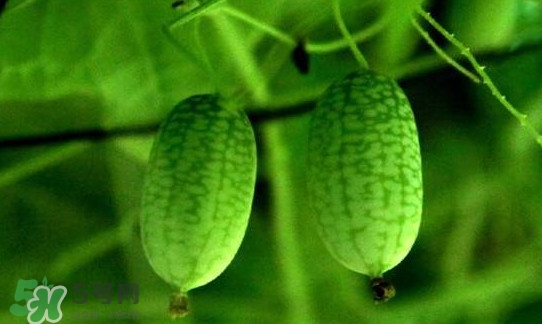 迷你世界西瓜种子在哪里找,迷你世界怎么获得西瓜种子和西瓜