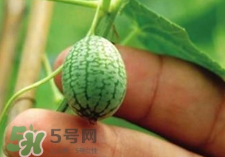 迷你西瓜种植方法,小西瓜怎么种植方法