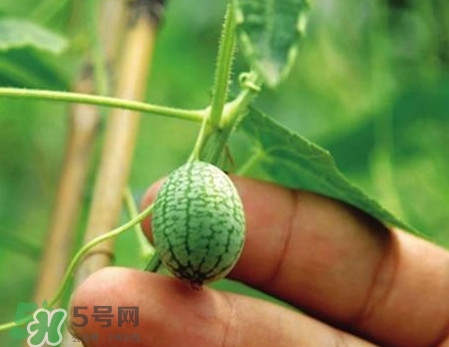 迷你西瓜产地,国内西瓜产地