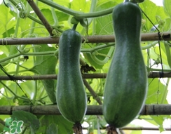 节瓜长什么样子的图片,节瓜长什么样