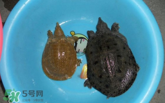 野生甲鱼辨识图片,野生甲鱼辨识图片视频 野生甲鱼辨识图片,野生甲鱼辨识图片视频