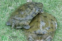 野生甲鱼如何养 家里,野生甲鱼如何养殖