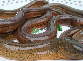 鳝鱼能长到多大,鳝鱼要养多久才可以出