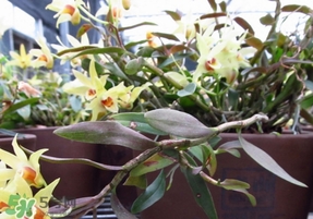 铁皮石斛的种植方法,怎样种植铁皮石斛家里盆栽 铁皮石斛的种植方法,怎样种植铁皮石斛家里盆栽