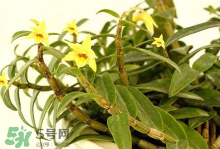 铁皮石斛花的功效作用及食用方法,铁皮石斛花的功效作用