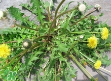 刺儿菜和蒲公英的区别,刺菜和蒲公英的功效