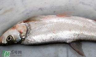 翘嘴鱼是淡水鱼吗,翘嘴是淡水鱼还是海鱼
