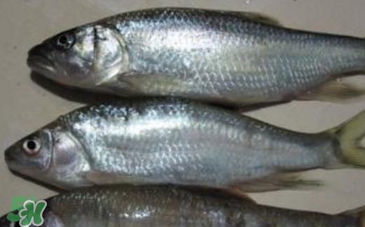 马口鱼主要分布在哪里,马口鱼生活在什么水域 马口鱼主要分布在哪里,马口鱼生活在什么水域