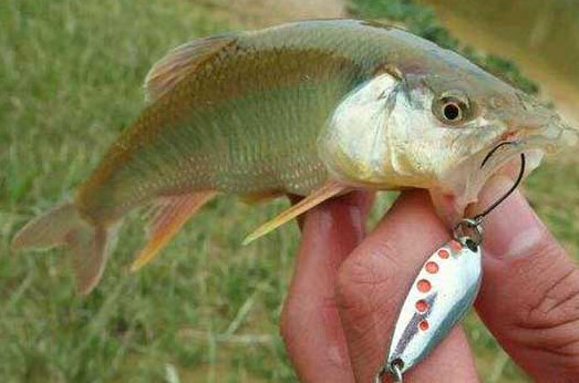 钓马口鱼用什么打窝最好?,钓马口鱼用什么打窝