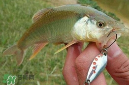 红烧马口鱼的做法,马哈鱼怎么做好吃