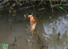 龙虾怎么钓用什么饵,龙虾喜欢吃什么诱饵 龙虾怎么钓用什么饵,龙虾喜欢吃什么诱饵