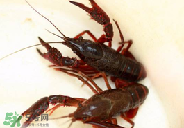 钓小龙虾的技巧,怎样钓小龙虾