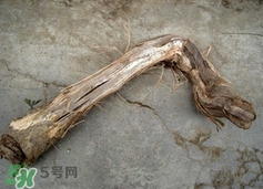 山葡萄根的功效和作用,山葡萄根有什么药用价值