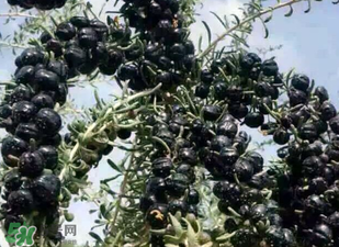 黑枸杞营养价值及功效,黑枸杞的营养价值和功效