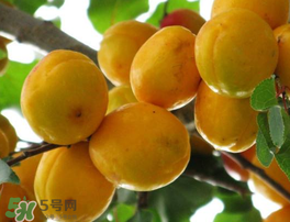 杏子吃多了的危害,杏子吃多了有坏处吗