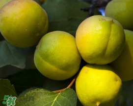 白杏仁怎么吃,杏的保健食谱 白杏仁怎么吃,杏的保健食谱