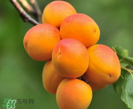 新鲜杏子怎么保存,新鲜杏子怎么保存时间长