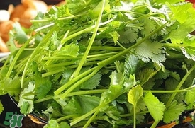 香菜是不是壮阳草,香菜俗称泄阳草