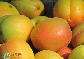 没熟的杏子可以吃吗,杏仁没熟可以吃吗