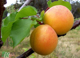 杏干的热量高吗,干杏的热量多少