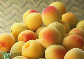 杏肉的营养成分含量,杏肉的营养成分