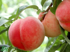 吃西瓜的好处和功效,吃西瓜的好处和坏处