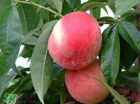 毛桃和水蜜桃的区别图片,毛桃和水蜜桃的区别