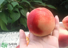 毛桃什么时候成熟,五指毛桃能放几年 毛桃什么时候成熟,五指毛桃能放几年