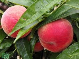 五指毛桃的生长环境,毛桃的生长环境