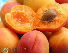 杏子的生长周期,杏子的生长过程