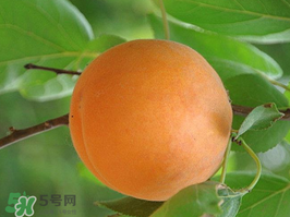 杏子可以生吃吗?,杏子里的杏仁可以生吃吗