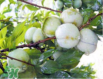 南华李和三华李的区别,南华李和三华李的区别图片