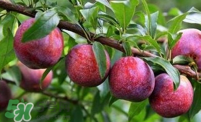 孕妇能吃李子不?,孕初期可以吃李子不