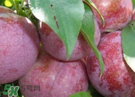 双华李的功效和作用禁忌,双华李的功效和作用